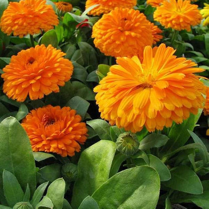 Calendula 'Flame' Winter Flower Seeds