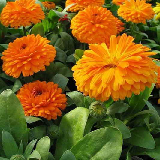 Calendula 'Flame' Winter Flower Seeds