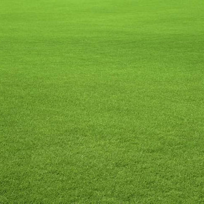 Premium Lawn Grass for Sports Fields Seeds