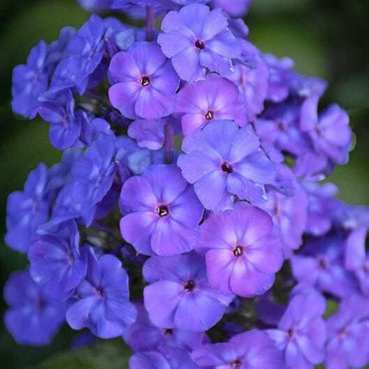 Phlox Beauty Blue Winter Flower Seeds