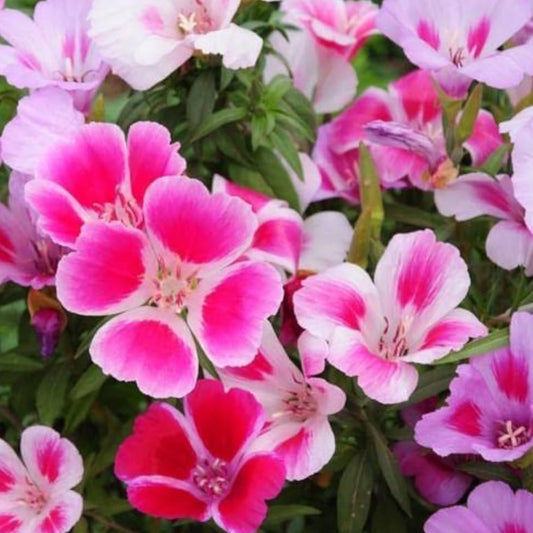 Godetia Azaleaflora Mixed Winter Flower Seeds