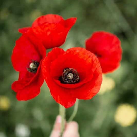 Poppy Shirley Red Flower Seeds
