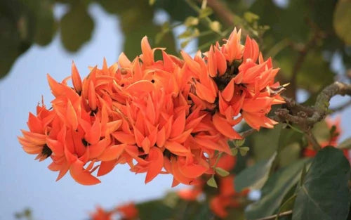 Palash Tree Herb Seeds