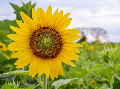 Sunflower Large Bloom Seeds