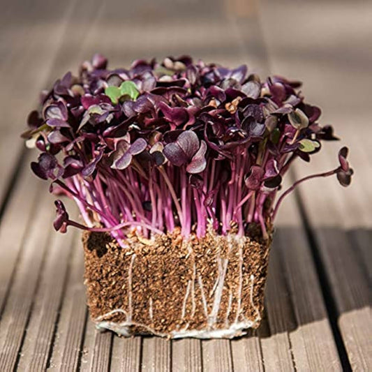 Sango Red Radish Microgreens Seeds