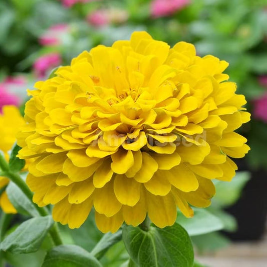 Zinnia F1 Elegans Yellow Summer Flower Seeds