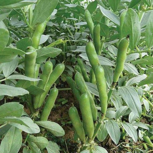 Organic Broadbean Vegetable Seeds – High Yield, Fresh & Nutritious for Your Garden