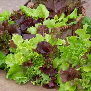 Lettuce Salad Mix - Misticanza Microgreens Seeds