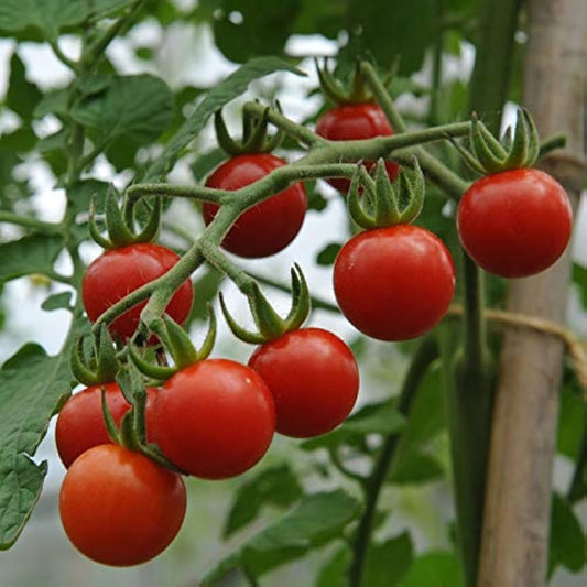Texas Wild Cherry Tomato – Sweet & Vibrant Heirloom Variety  Exotic Vegetable Seeds