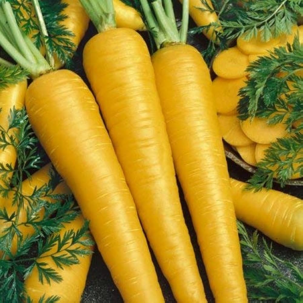 Yellow Taborska Z Carrots – Fresh & Vibrant Exotic Vegetable Seeds
