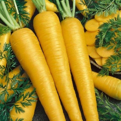 Yellow Taborska Z Carrots – Fresh & Vibrant Exotic Vegetable Seeds