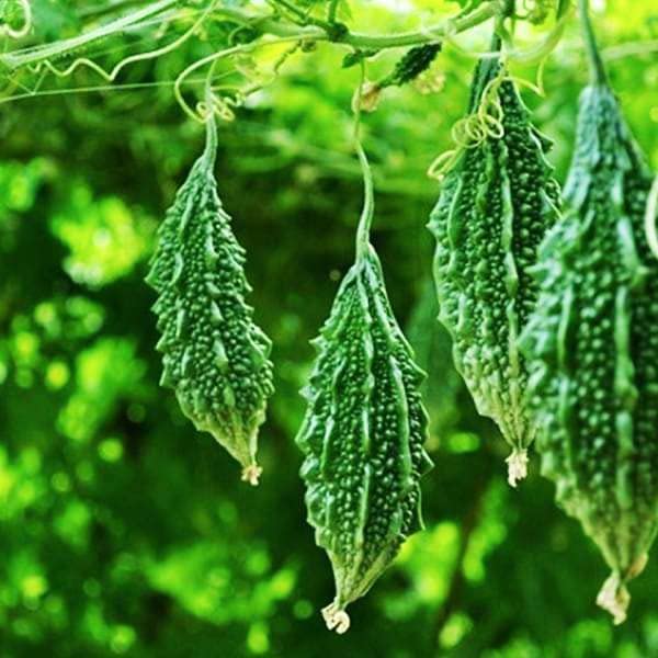 Bitter Gourd Vegetable Seeds