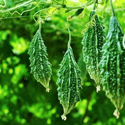 Bitter Gourd Vegetable Seeds
