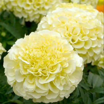 Marigold F2 Vanilla White Winter Flower Seeds