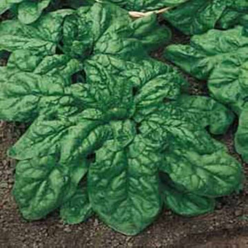 Italian Matador Spinach – Premium Fresh & Tender Organic Spinach Exotic Vegetable Seeds