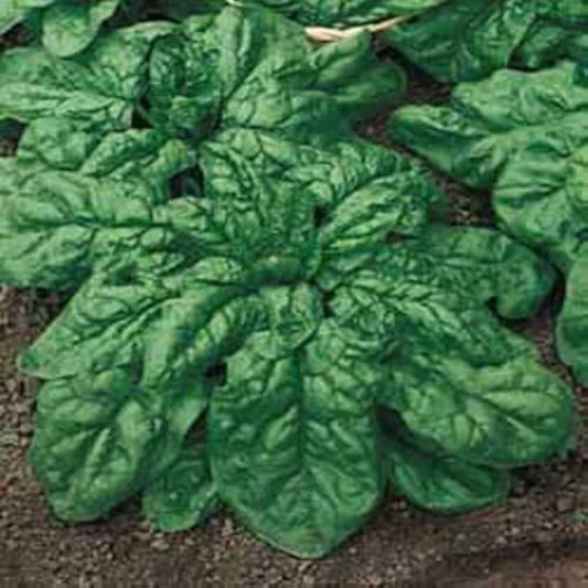 Italian Matador Spinach – Premium Fresh & Tender Organic Spinach Exotic Vegetable Seeds