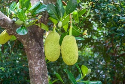Jackfruit Fruit Seeds