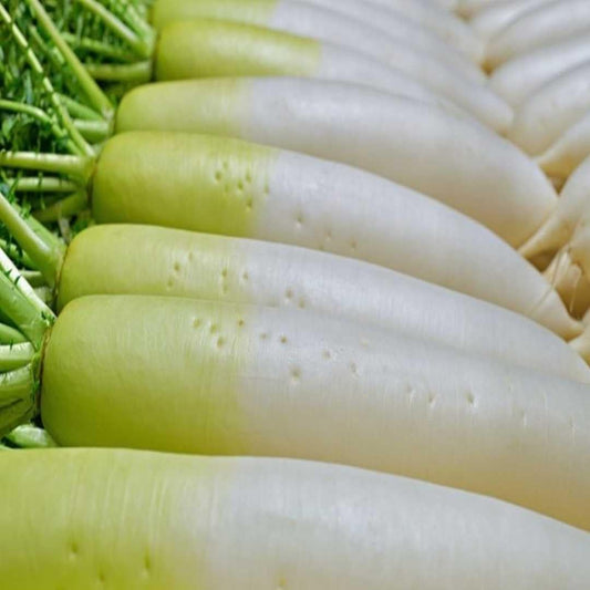 Radish Half Green Paradise - Fresh, Crisp, and Delicious Exotic Vegetable Seeds