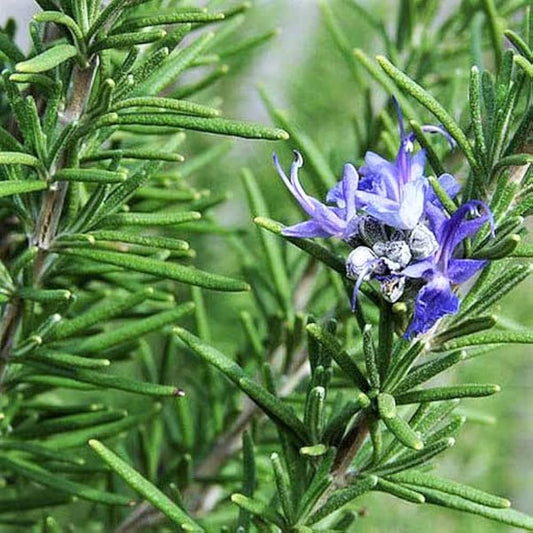 Rosemary Imported Herb Seeds