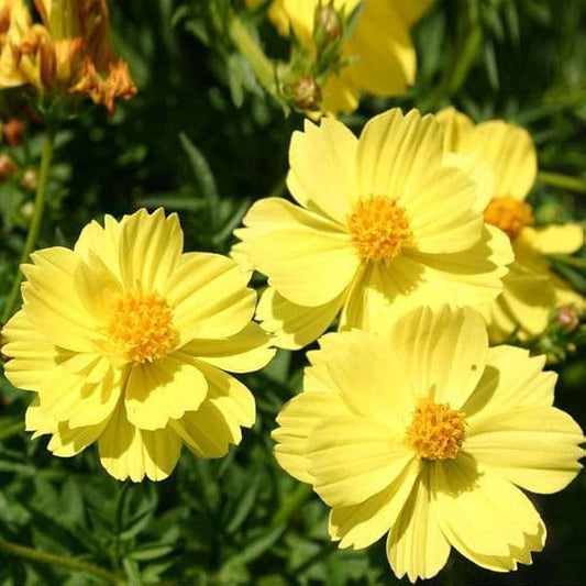 Cosmos Bright Light Yellow Seeds