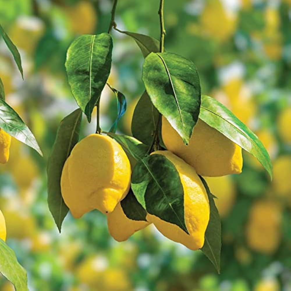 Citrus Galgal Fruit Seeds