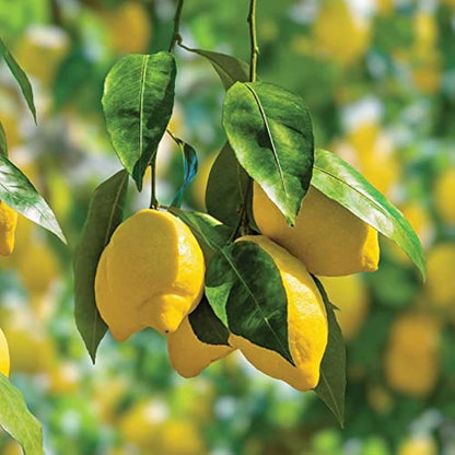 Citrus Galgal Fruit Seeds