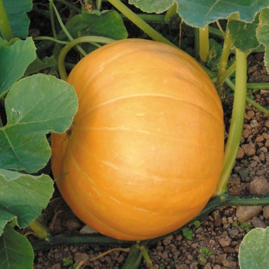 Pumpkin F1 Hybrid SS-12 Vegetable Seeds