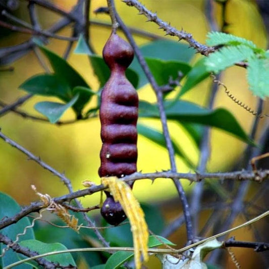 Shikakai Herb Seeds