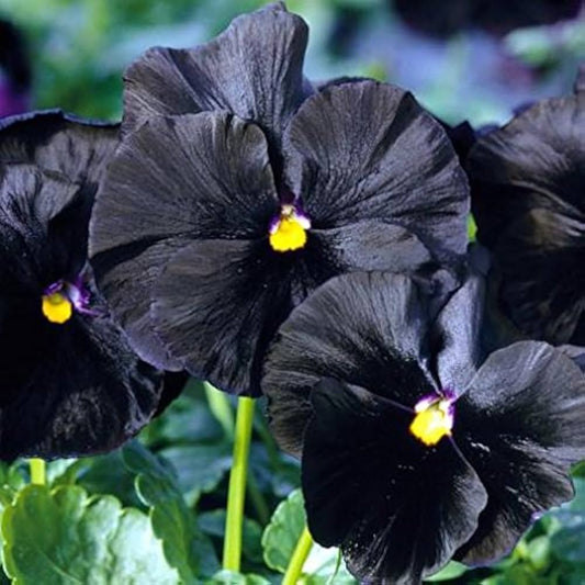 Pansy 'Black Panther' Winter Flower Seeds