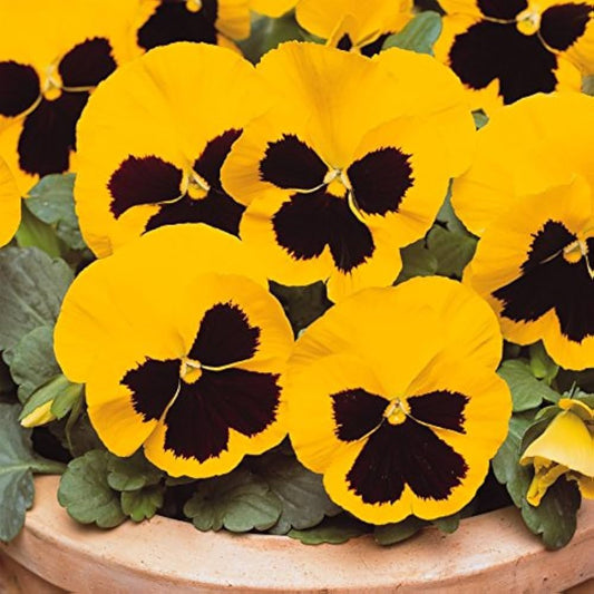 Pansy Yellow Blotch Winter Flower Seeds