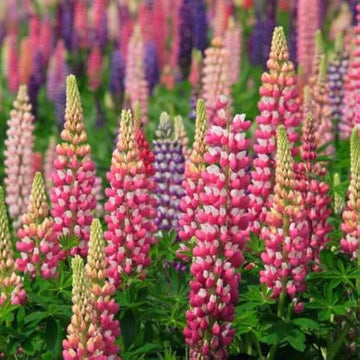 Lupin Pixie Dwarf Mixed Flower Seeds