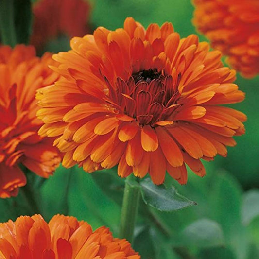 Calendula 'Flame' Winter Flower Seeds