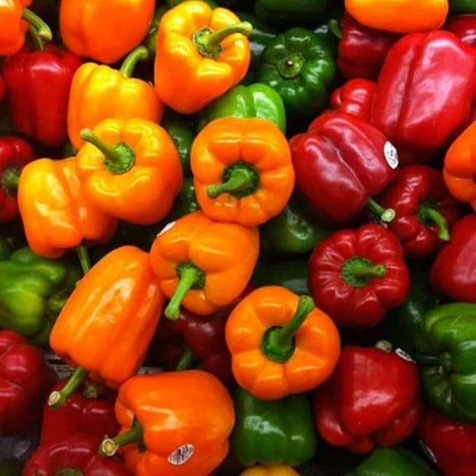 Mixed Bell Pepper (6 Types) – Fresh & Colorful Assortment Exotic Vegetable Seeds