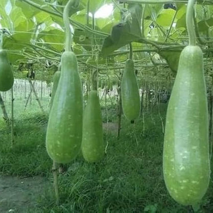 Bottlegourd F1 Rama Vegetable Seeds