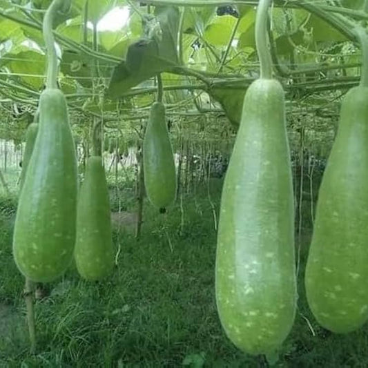 Bottlegourd Sel Dhari Type Long Avinash IV Vegetable Seeds