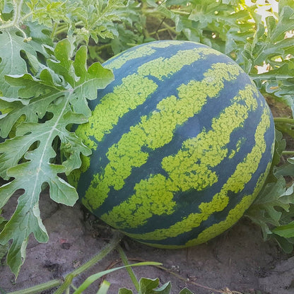 Watermelon F1 Yellow Round Vegetable Seeds