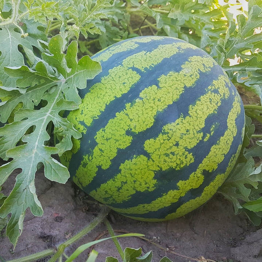 Watermelon F1 Yellow Round Vegetable Seeds
