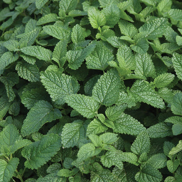 Organic Lemon Balm Imported Microgreens Seeds
