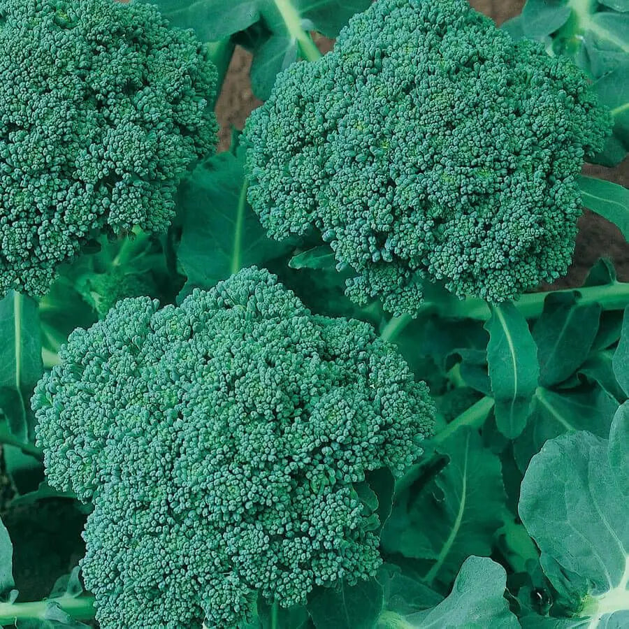 Waltham 29 Broccoli Microgreens Seeds