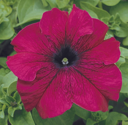 Petunia Grandiflora Violet Flower Seeds