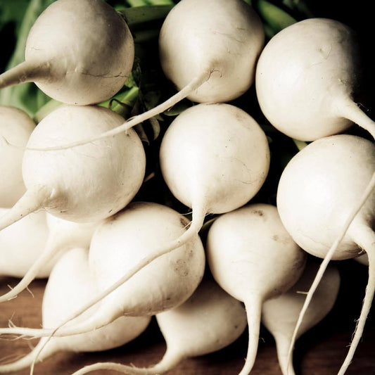 Organic White Round Radish Seeds