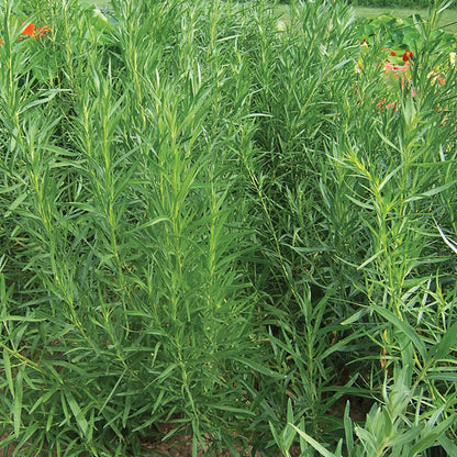 Tarragon Imported Herb Seeds