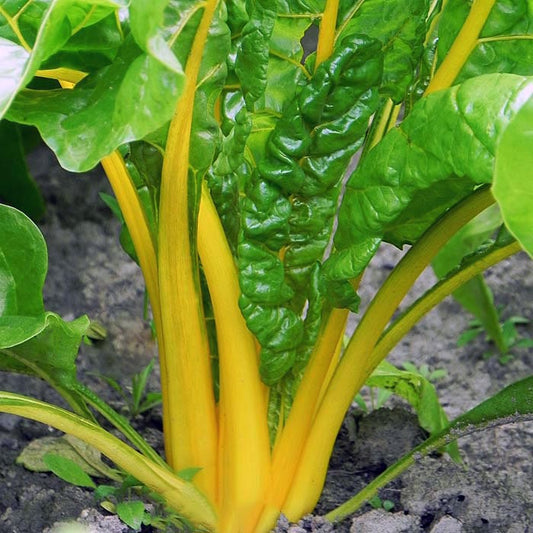 Collard & Swiss Chard Yellow Microgreens Seeds