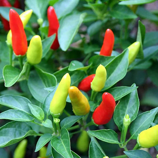 Chilli F1 Thai Skyline Vegetable Seeds
