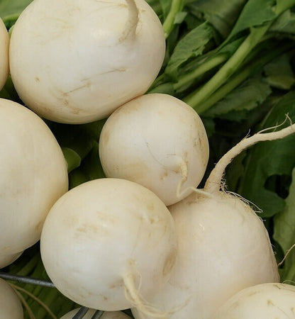 Organic White Round Radish Seeds