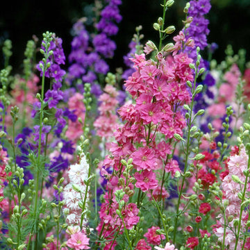 Larkspur Imperial Mixed Flower Seeds