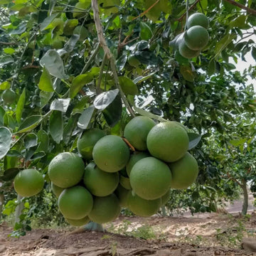 Sweet Lime Fruit Seeds