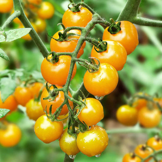 Orlate Yellow Round Tomatoes - Fresh, Juicy, and Flavorful Exotic Vegetable Seeds