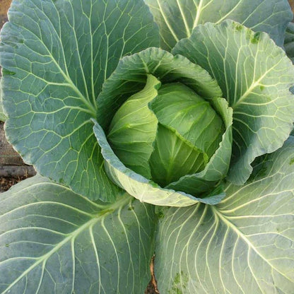Cabbage Poi Vegetable Seeds