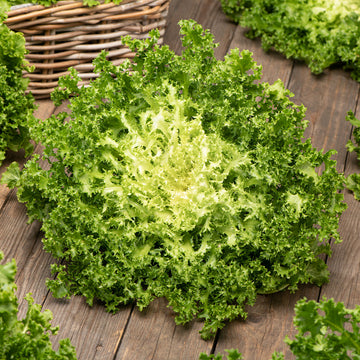 Salad Endive Green Microgreens Seeds